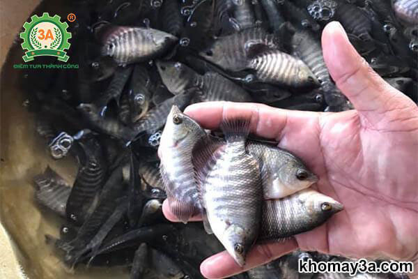 Chọn giống cá tai tượng 