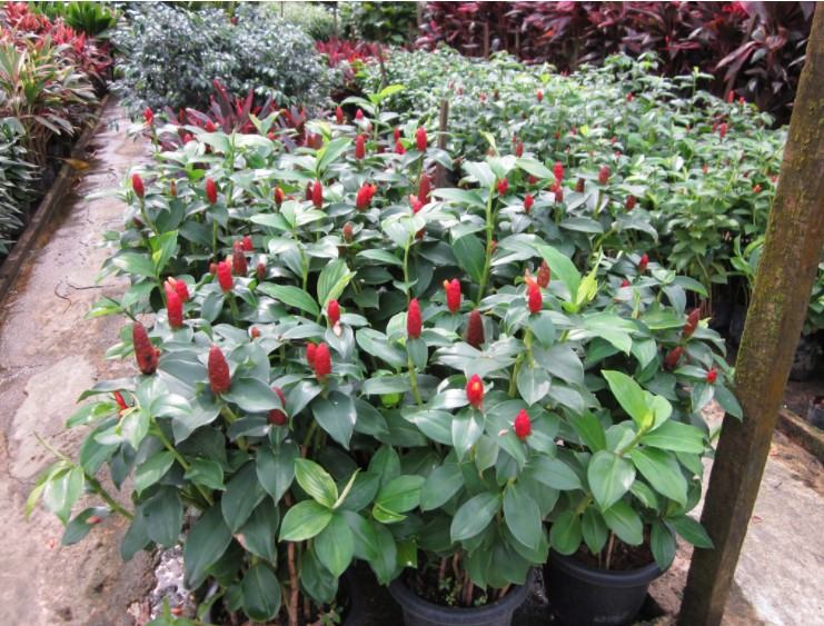 Cây Phúc Lộc Thọ - Đặc điểm, công dụng, cách trồng và chăm sóc 6