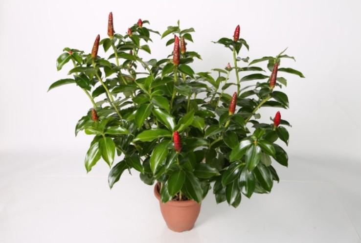 Cây Phúc Lộc Thọ - Đặc điểm, công dụng, cách trồng và chăm sóc 7