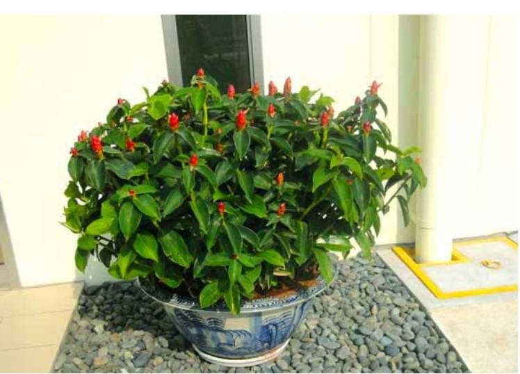Cây Phúc Lộc Thọ - Đặc điểm, công dụng, cách trồng và chăm sóc 8