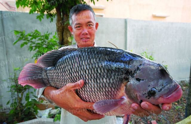 Kỹ thuật nuôi cá Tai Tượng