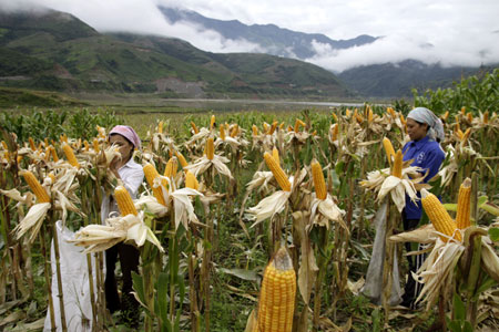Vụ ngô bội thu