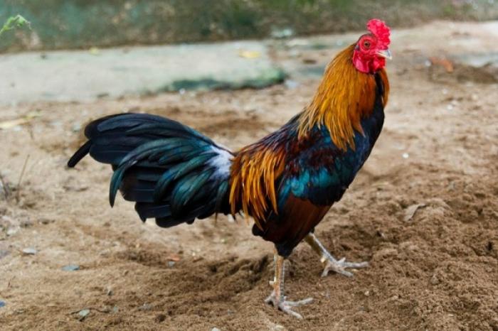 Gà tre là gì? Tìm hiểu về đặc điểm của gà tre 386642861