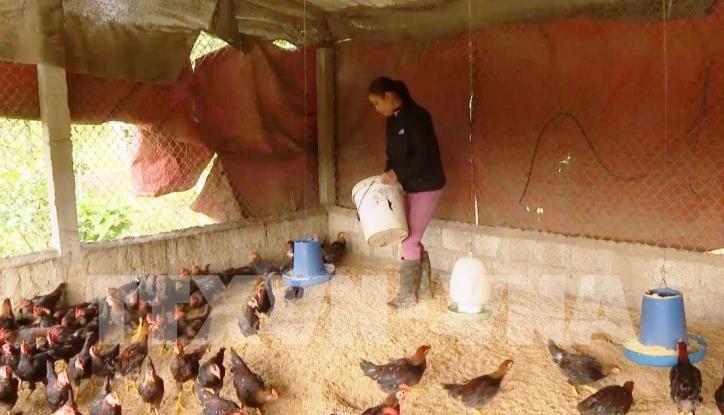 Giá gia cầm tại Trà Vinh tăng