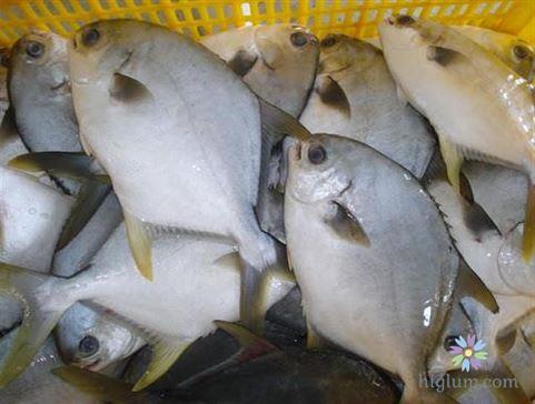 Những loại cá nước ngọt (cá sông) ngon nhất thế giới 26
