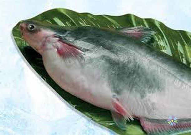 Những loại cá nước ngọt (cá sông) ngon nhất thế giới 25