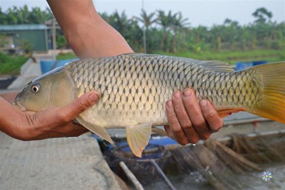 Những loại cá nước ngọt (cá sông) ngon nhất thế giới 15