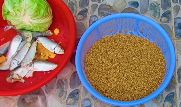 Cho gà ăn gì để đẻ nhiều trứng? Chế độ ăn cho gà đẻ