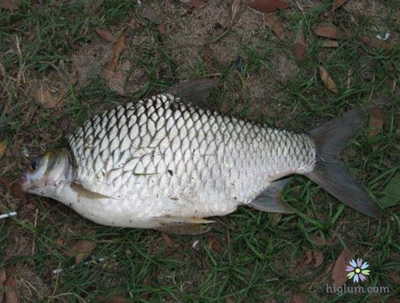 Những loại cá nước ngọt (cá sông) ngon nhất thế giới 23