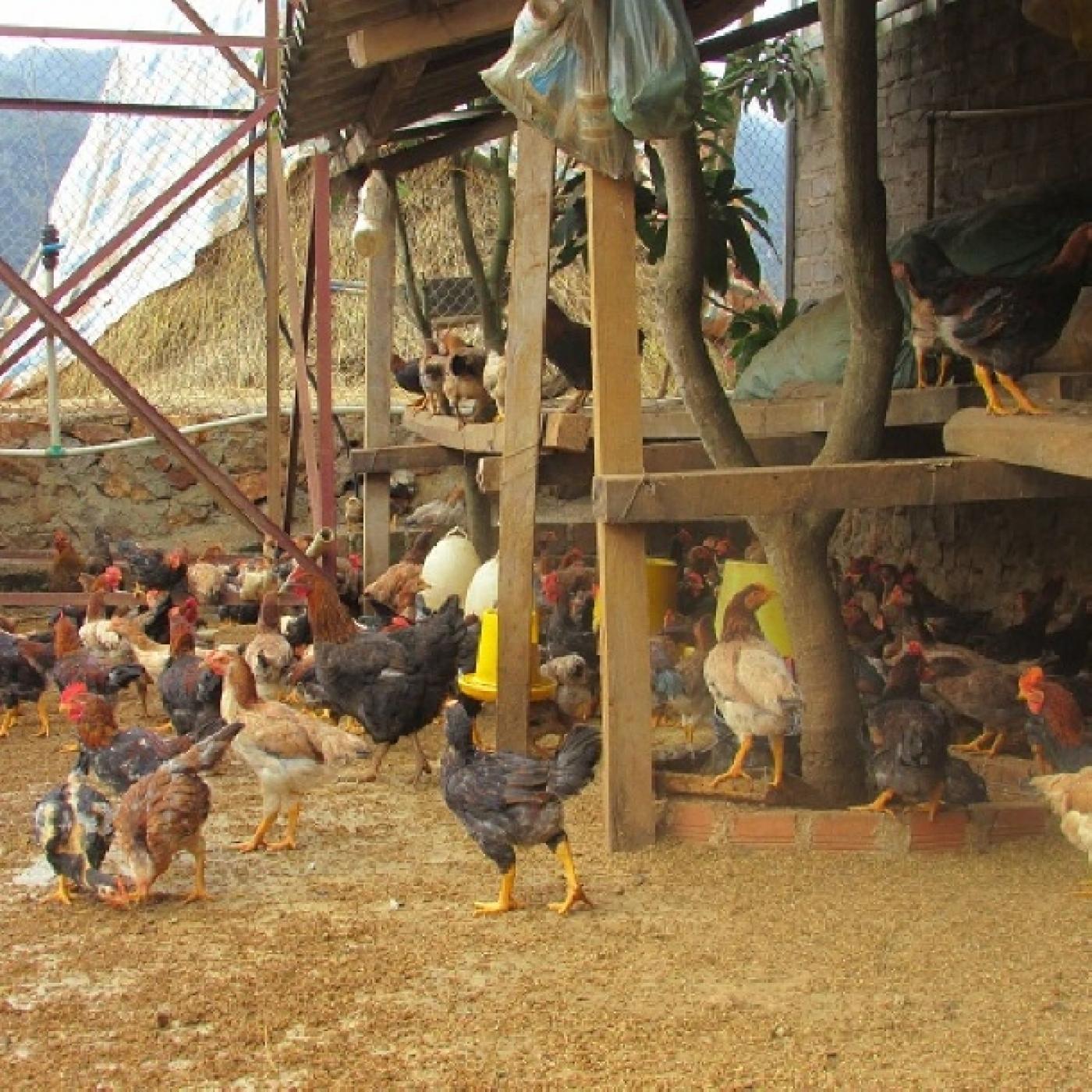 Vận chuyển vật nuôi từ nơi này sang nơi khác