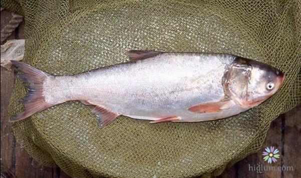 Giống cá mè trắng (nguồn : higlumcom)