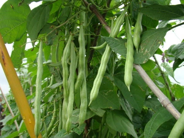 Những loại rau thích hợp trồng vào tháng 12-10