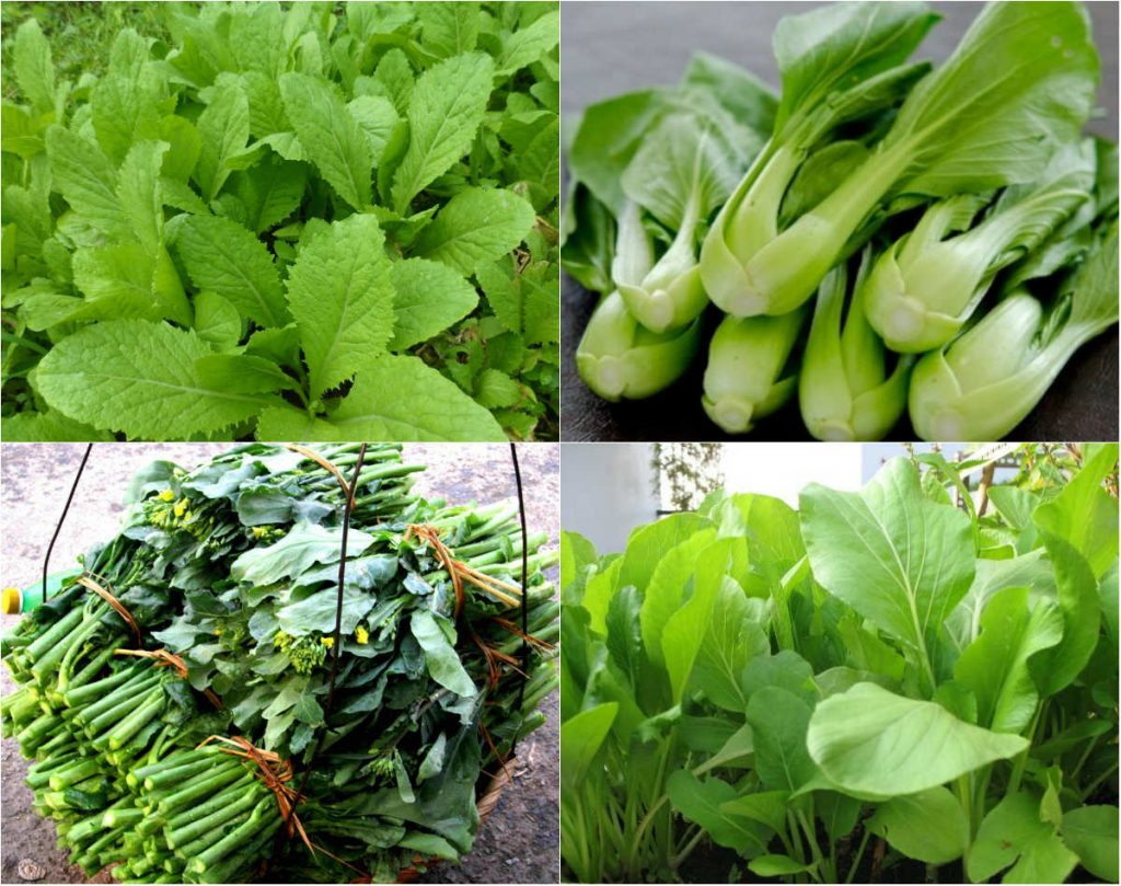 Những loại rau thích hợp trồng vào tháng 12-11