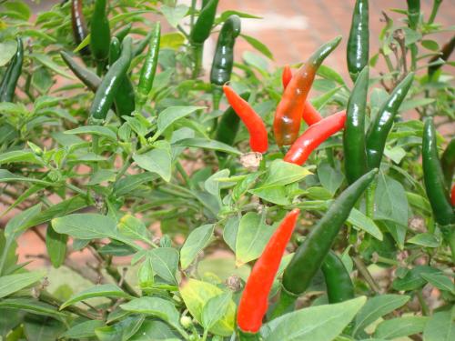 Những loại rau thích hợp trồng vào tháng 12-14