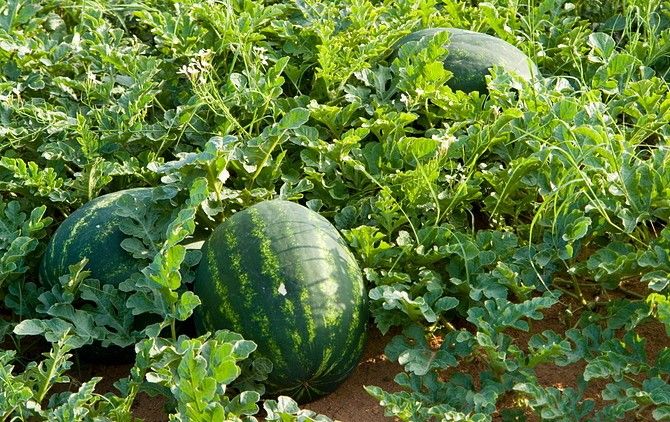 Những loại rau thích hợp trồng vào tháng 12-17