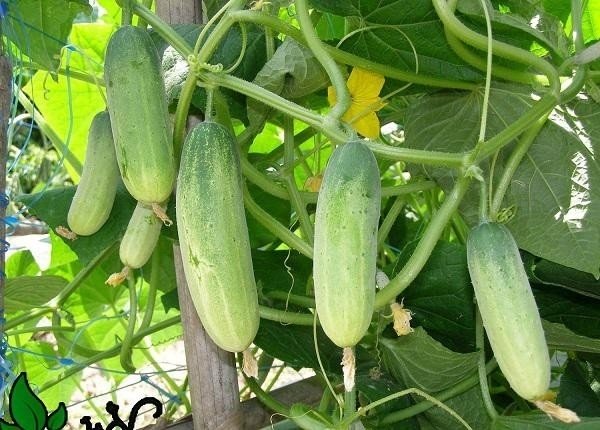 Những loại rau thích hợp trồng vào tháng 12-18