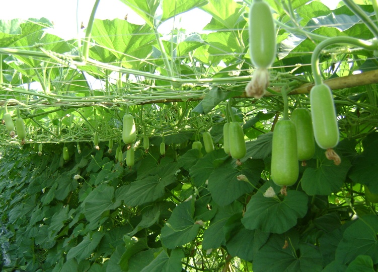 Những loại rau thích hợp trồng vào tháng 12-19