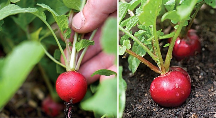Những loại rau thích hợp trồng vào tháng 12-3