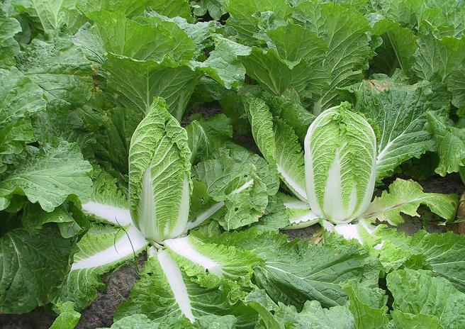 Những loại rau thích hợp trồng vào tháng 12-7