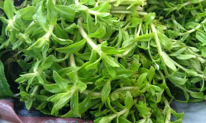 Ngò om