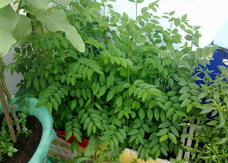 Tháng 2 nên trồng rau gì và chăm sóc như thế nào-12