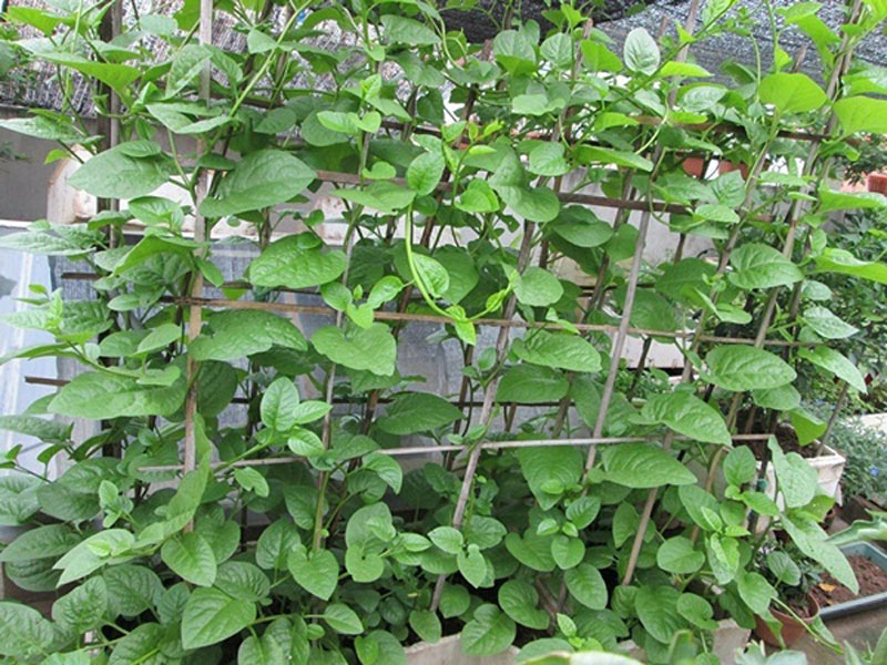 Tháng 2 nên trồng rau gì và chăm sóc như thế nào-6