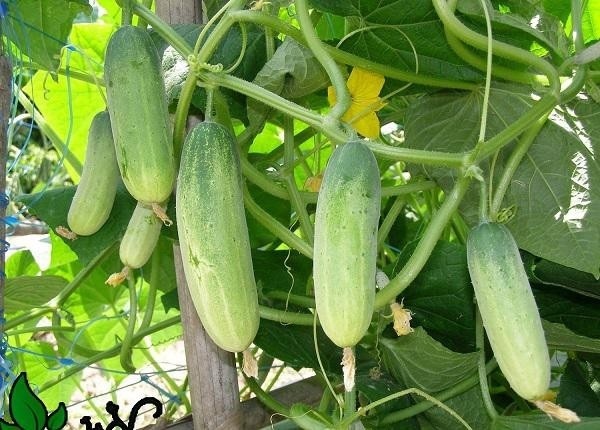 Tháng 2 nên trồng rau gì và chăm sóc như thế nào-8