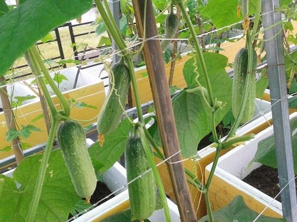 Tháng 2 nên trồng rau gì và chăm sóc như thế nào-9