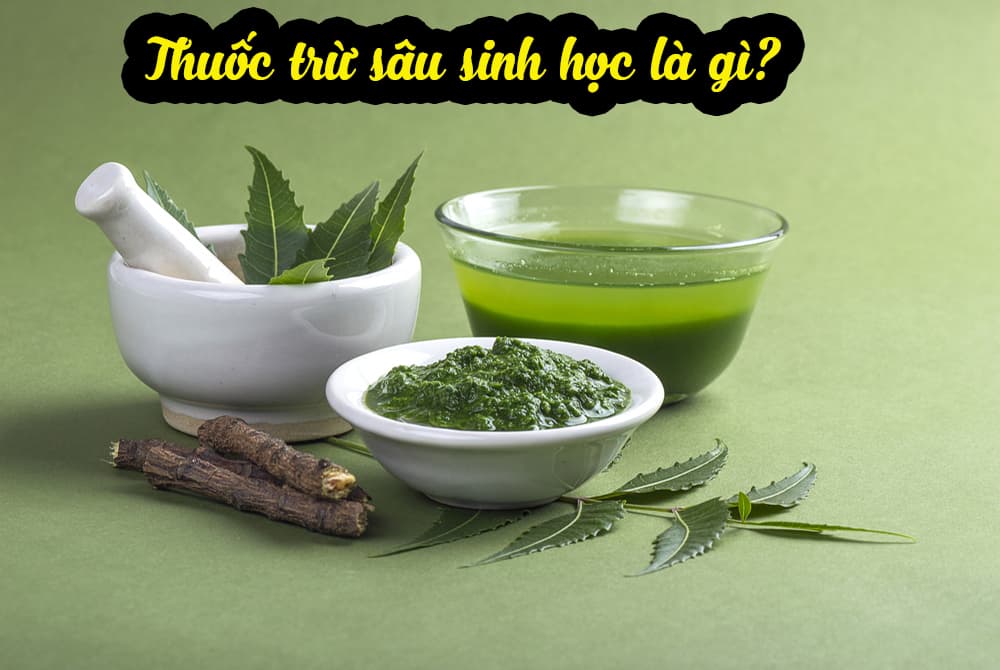 Thuốc trừ sâu sinh học là gì?Các loại thuốc trừ sâu sinh học