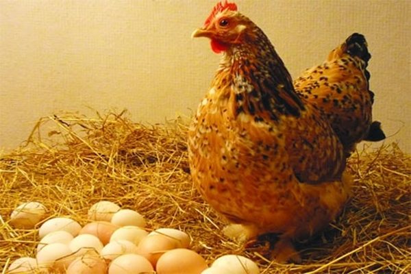 Gà ăn gì để đẻ nhiều trứng chuyên gia giải đáp chính xác nhất