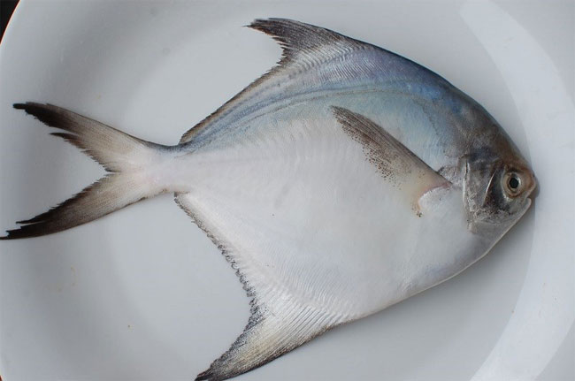Cá chim trắng