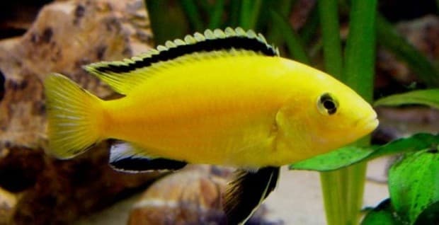 Hình ảnh Cá Ali vàng- Hoàng tử Phi – Yellow prince