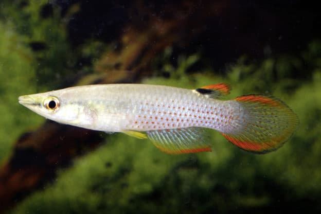 Hình ảnh cá bạc đầu