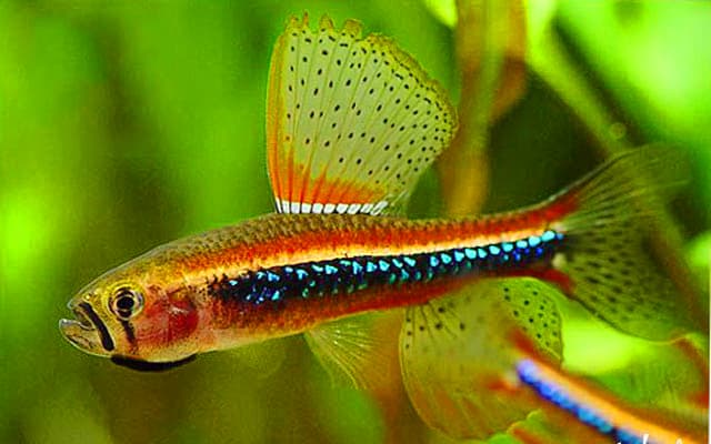 Hình ảnh Cá bướm điên điển