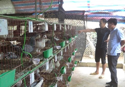 Cách làm chuồng nuôi bồ câu đúng kỹ thuật-5