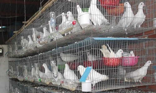 Cách làm chuồng nuôi bồ câu đúng kỹ thuật-6