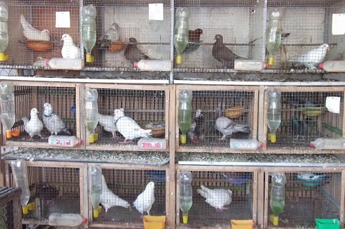 Cách làm chuồng nuôi bồ câu đúng kỹ thuật-3