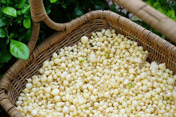 Cách Làm Thuốc Trừ Sâu Sinh Học Tại Nhà - Agri.vn