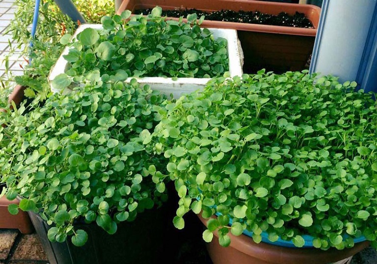 12 loại rau bạn nên trồng trong tháng 11 - Ảnh 6.