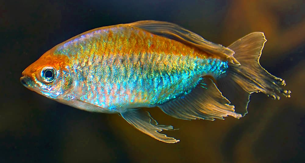 Hình ảnh Cá công gô tetra