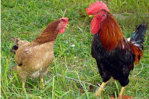 GÀ MÍA SƠN TÂY, SẢN PHẨM ĐẶC SẢN BẢN ĐỊA CỦA VIỆT NAM – DNAVietNam