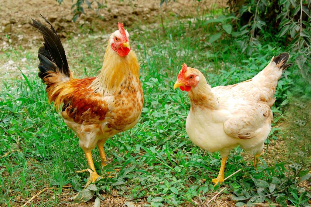 Cho gà ăn gì mau lớn? Mẹo nuôi gà của người xưa