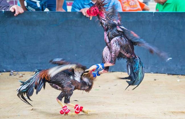 Gà Chọi Bình Định - Chiến Kê Lừng Danh Vùng Đất Võ Tây Sơn