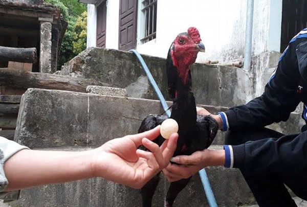 Gà trống chọi đẻ trứng tại Nghệ An.Ảnh Tiền Phong