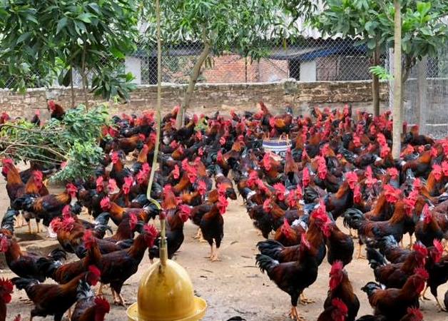 Sơn Tây tập trung xây dựng nông thôn mới kiểu mẫu