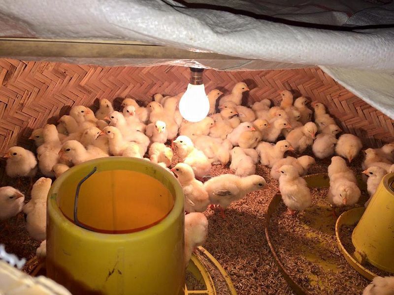 Cách nuôi gà con. Kỹ thuật úm gà con mau lớn. Thức ăn cho gà con