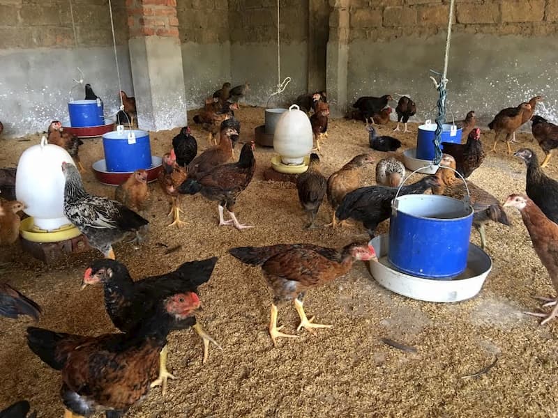 Hướng dẫn làm chuồng nuôi gà bán chăn thả - Tin tức Nông Nghiệp