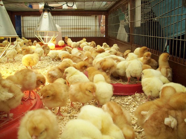 Kỹ Thuật Nuôi Gà Con Nhanh Lớn - Ít Bệnh - Agri.vn