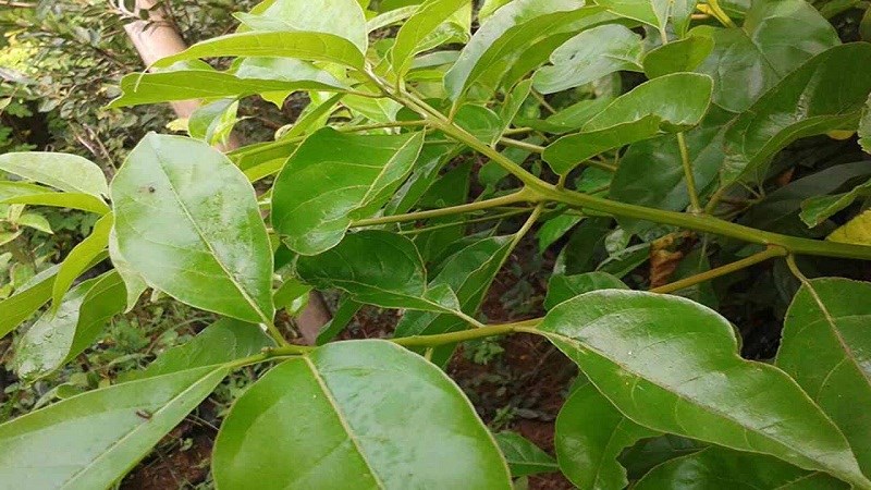Lá xá xị
