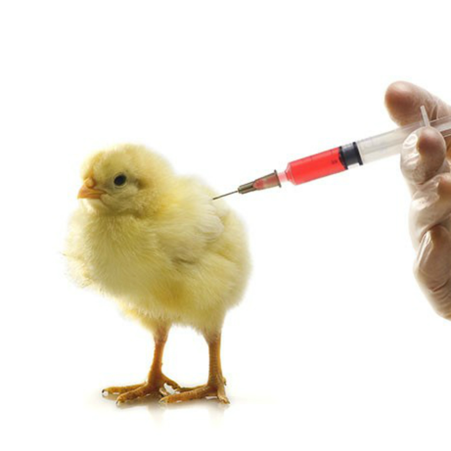 Lịch tiêm vacxin cho Gà thả vườn chi tiết nhất Việt Nam | hoinuoiga.vn